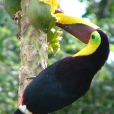 Exotic bird on a tree