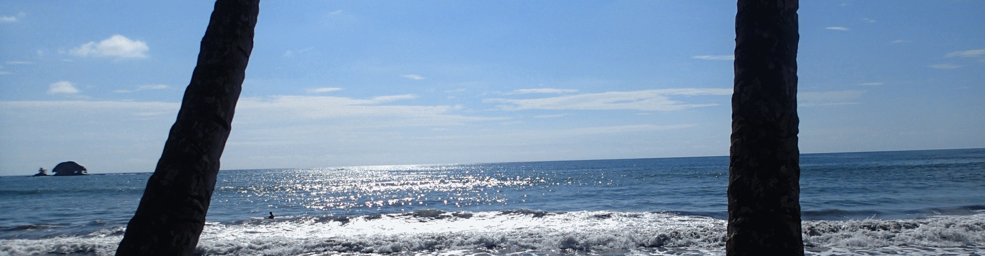 Two palms by the ocean